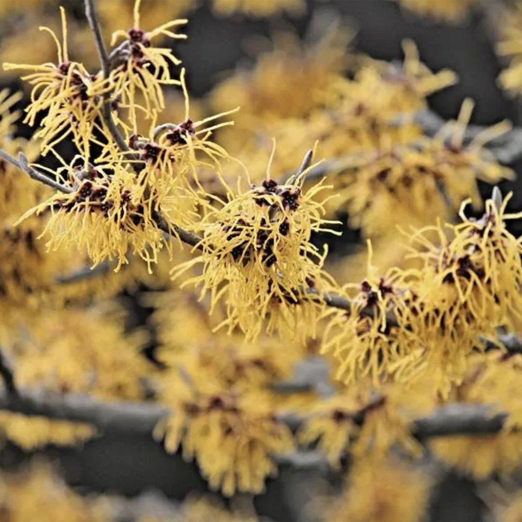 Witch Hazel plant care and growing guide | Homes and Gardens