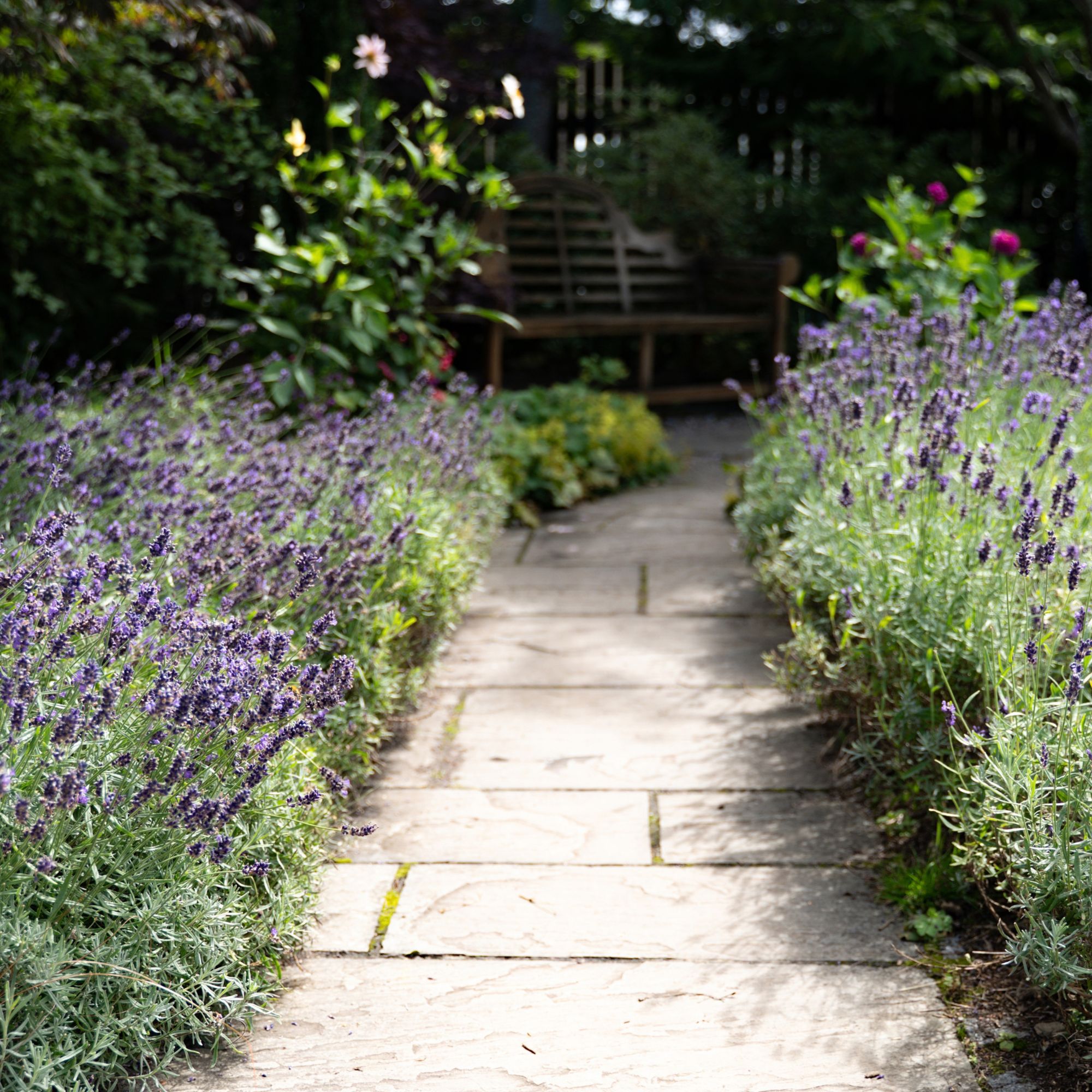 lavender in garden border