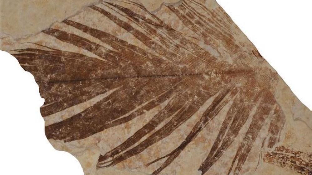 125 million-year-old dinosaur feathers were remarkably similar to modern bird feathers, analysis reveals
