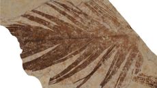 A fossilized feather
