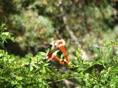 Hummingbird At Trumpet Vines