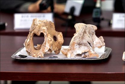 Giant cave lions skulls