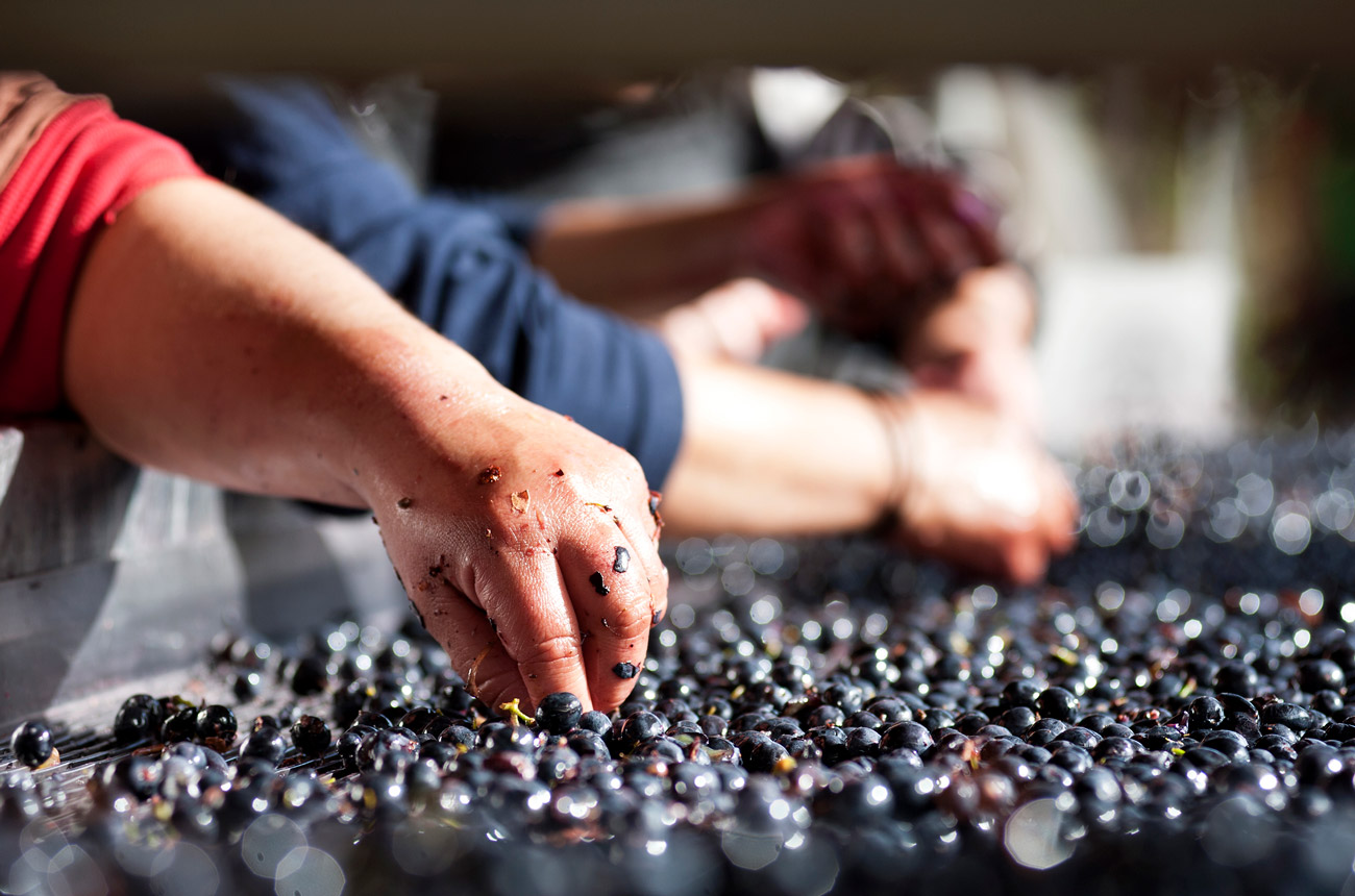 a hand picking out grapes on a conveyor belt