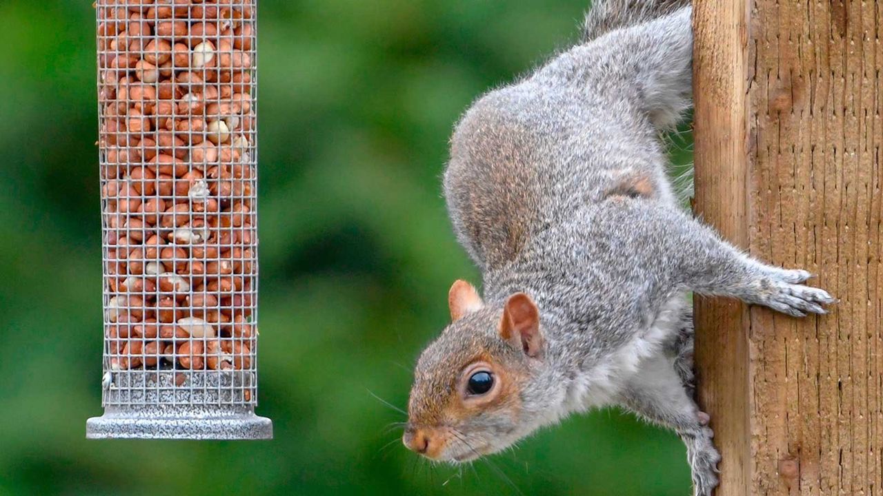 squirrel eating from bird feeder