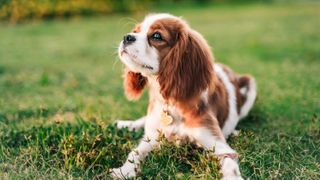 Cavalier King Charles Spaniel