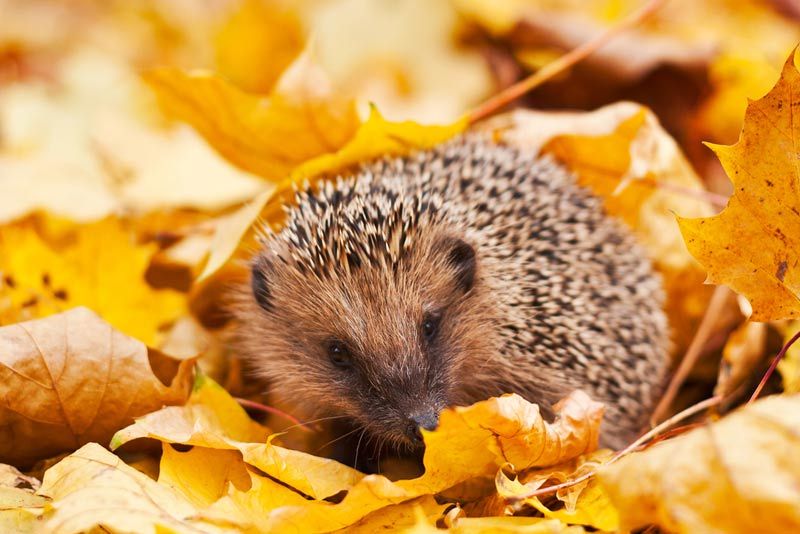 European hedgehog in maple leaves.