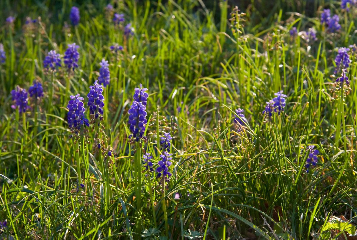 Removing Grape Hyacinths - Tips On Getting Rid Of Grape Hyacinth Bulbs