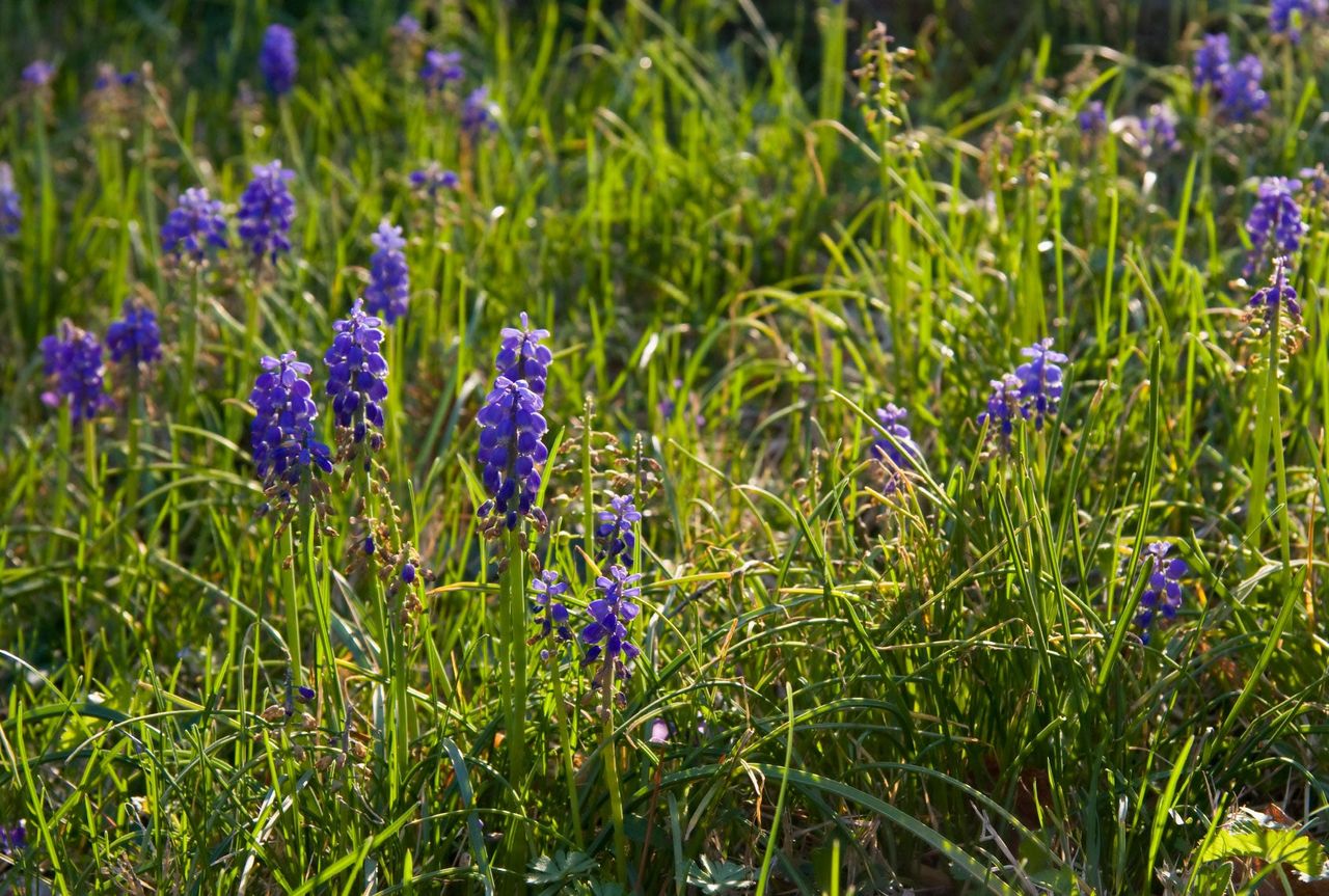 Grape Hyacinth Weeds