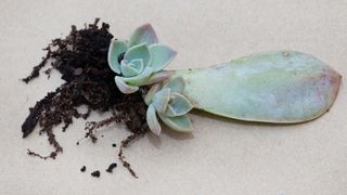 A succulent leaf which has propagated and grown pups