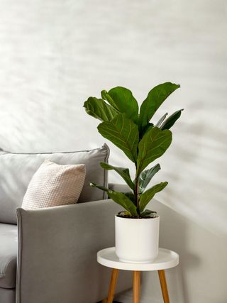 fiddle leaf fig in living room interior