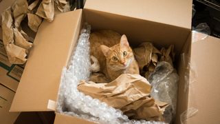 How to move house with a cat featuring a cat in a box