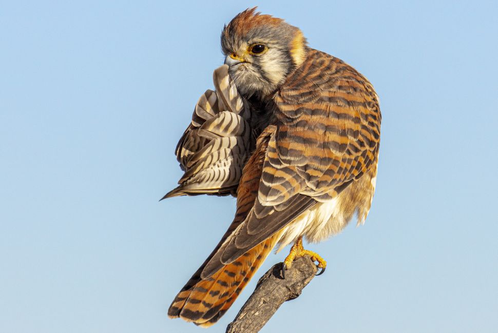 comedy-wildlife-photographer-awards-2020-finalisten