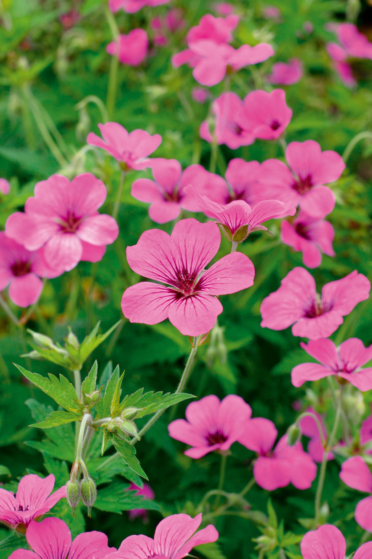 Geranium 'Patricia' displaying characteristic deep pink blooms.