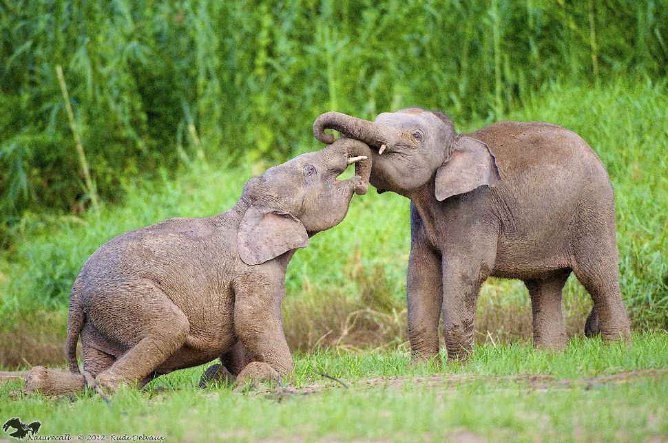 Gallery: Mystery of the Pygmy Elephants of Borneo | Live Science