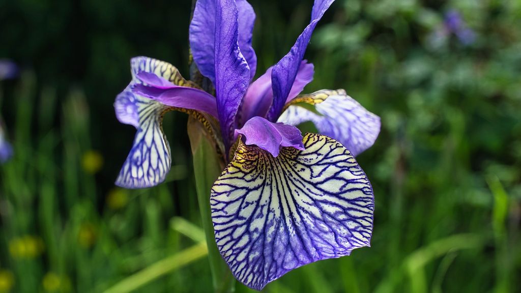 blue iris flower