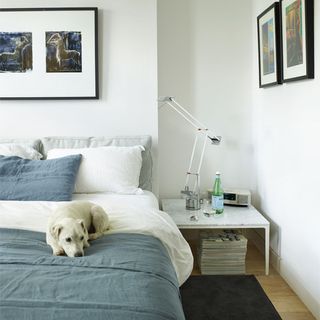 bedroom with white wall and dog with lamp on bedside table