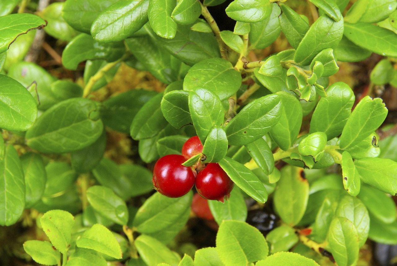 Lingonberry Plant