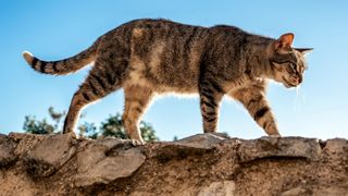 Cat walking on stone wall with blue sky behind