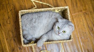 Cat in small box