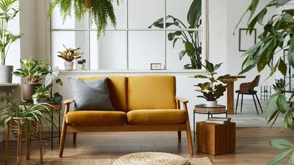 Houseplants in a modern looking living room