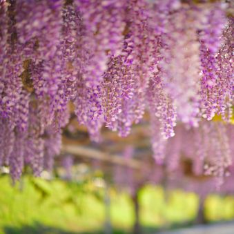 wisteria
