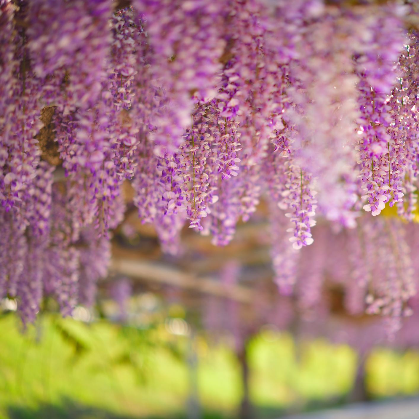 wisteria