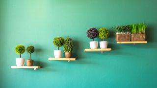 Plants grouped on wall shelves