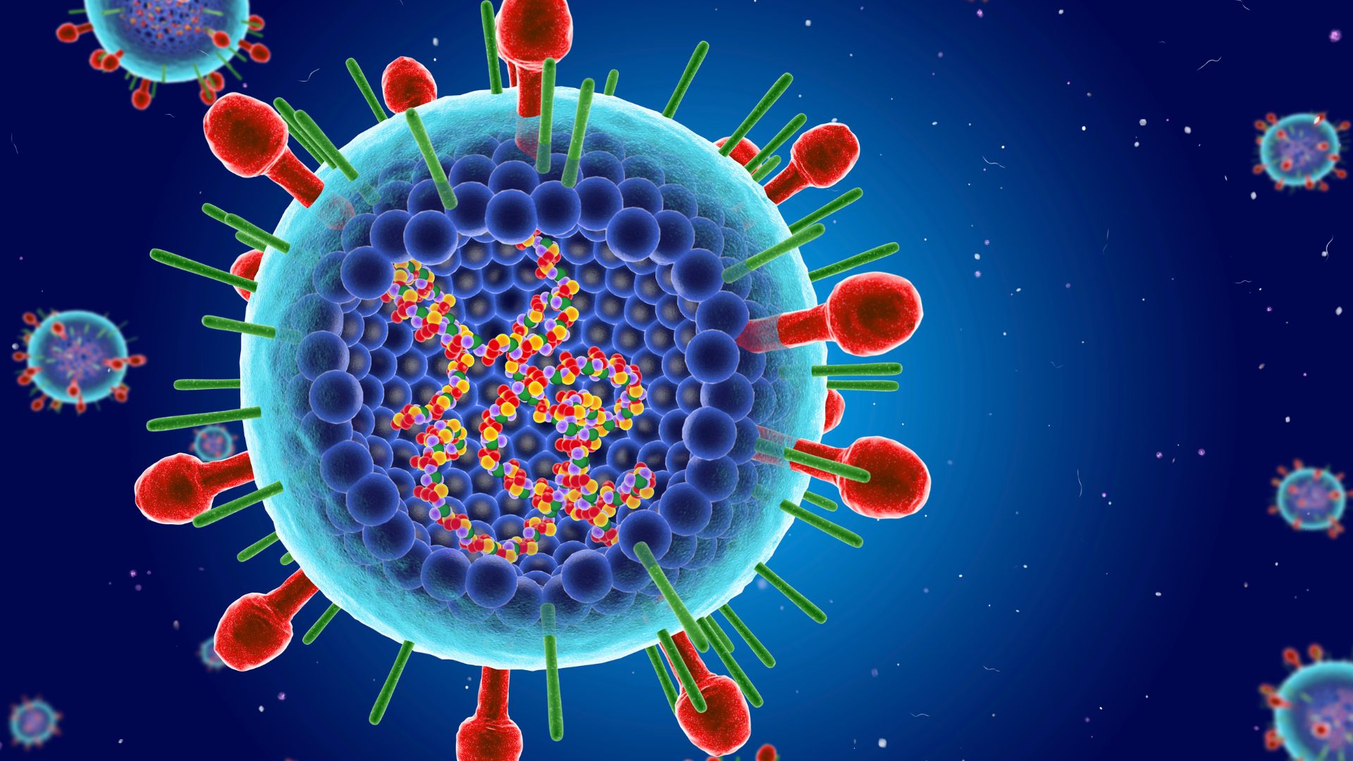 illustration of the rsv virus where you can see the genetic material curled up inside