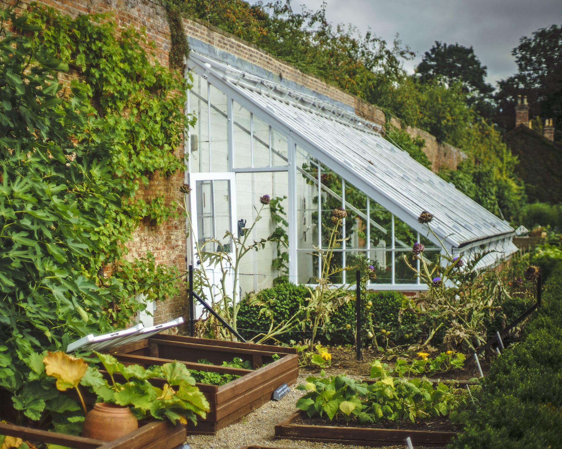 Lean-to greenhouse against garden wall with raised beds growing vegetables