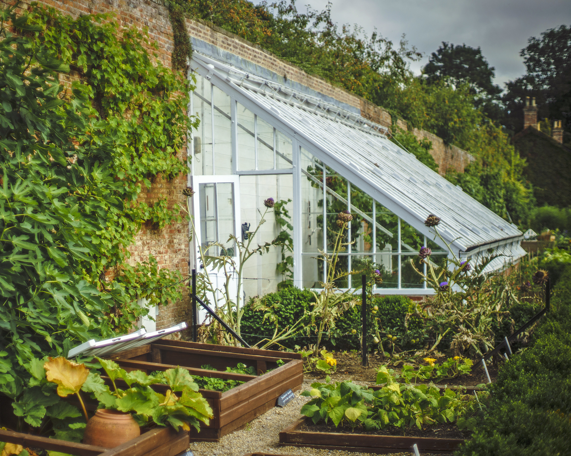 Lean-to greenhouse against garden wall with raised beds growing vegetables