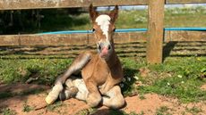 Foal1.jpg