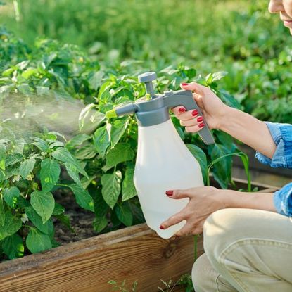 A woman's hands spray pesticide on pepper plants
