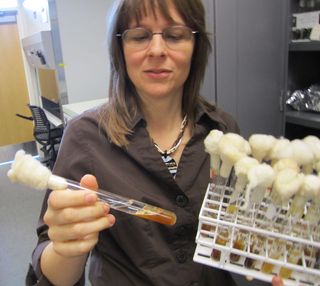 Phaff Yeast Collection, Before the yeasts were put into freezers, they were preserved like this, in glass test tubes under mineral oil, with a piece of cotton to allow oxygen in and keep other fungi out. Boundy-Mills keeps some of the old ones around for