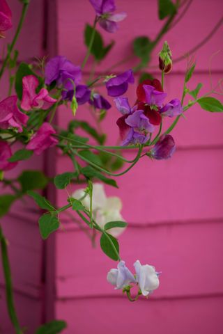 pink wall and sweetpeas behind