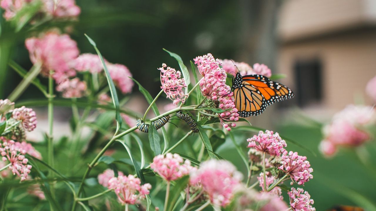 A monarch butterfly and two caterpillars on pink milkweed flowers