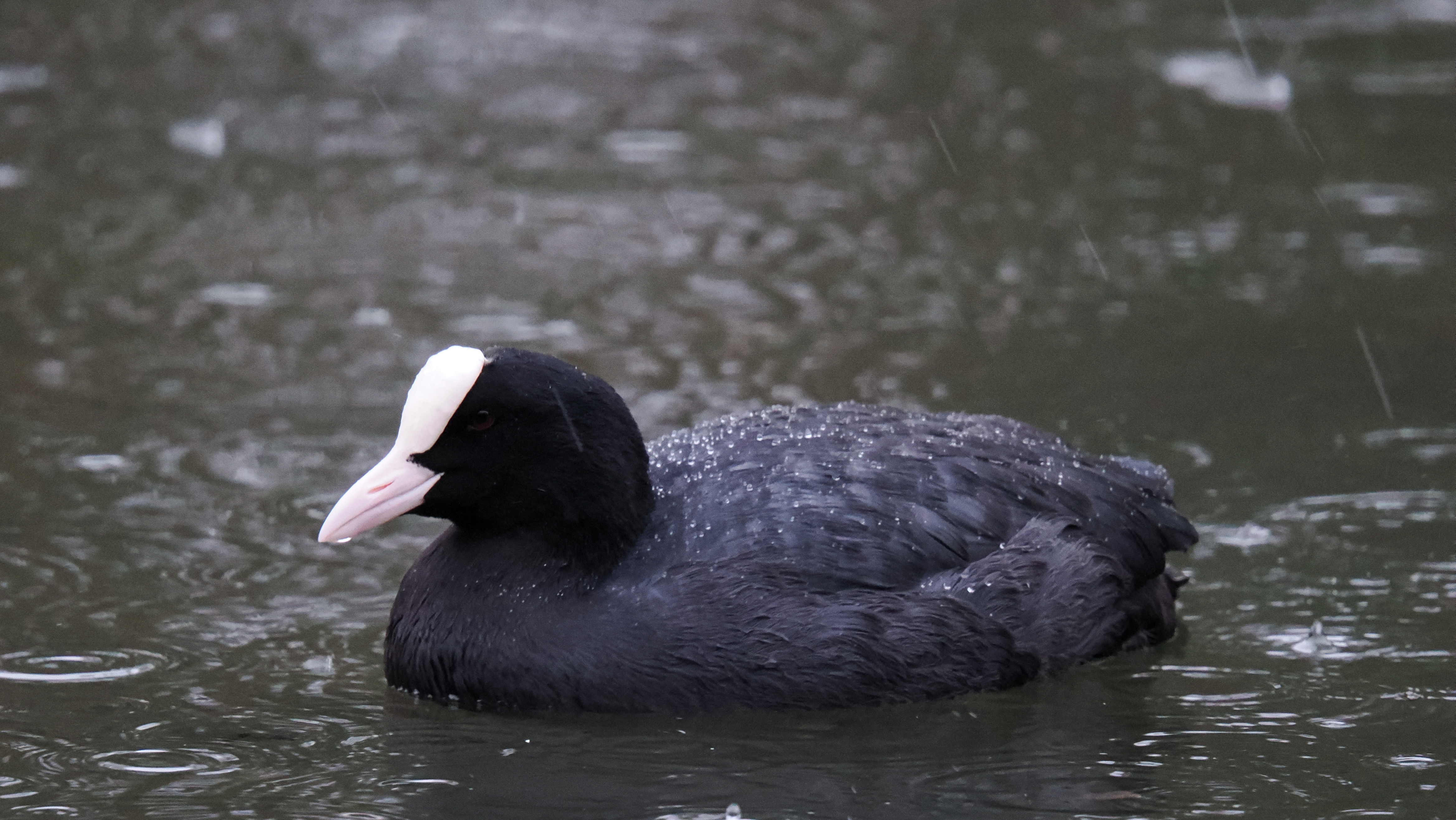 A photo taken on an OM System OM-1 Mark II Micro Four Thirds mirrorless camera