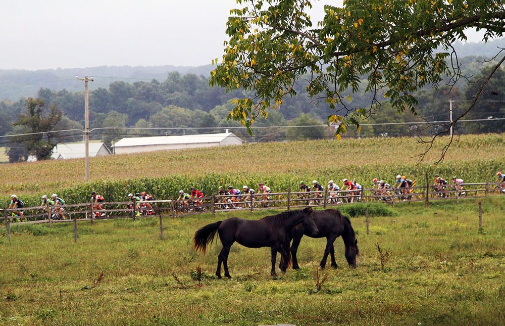Everybody is excited about the race coming to town, especially the ponies.