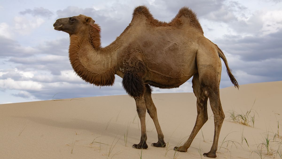 What do camels eat in the desert? | Live Science