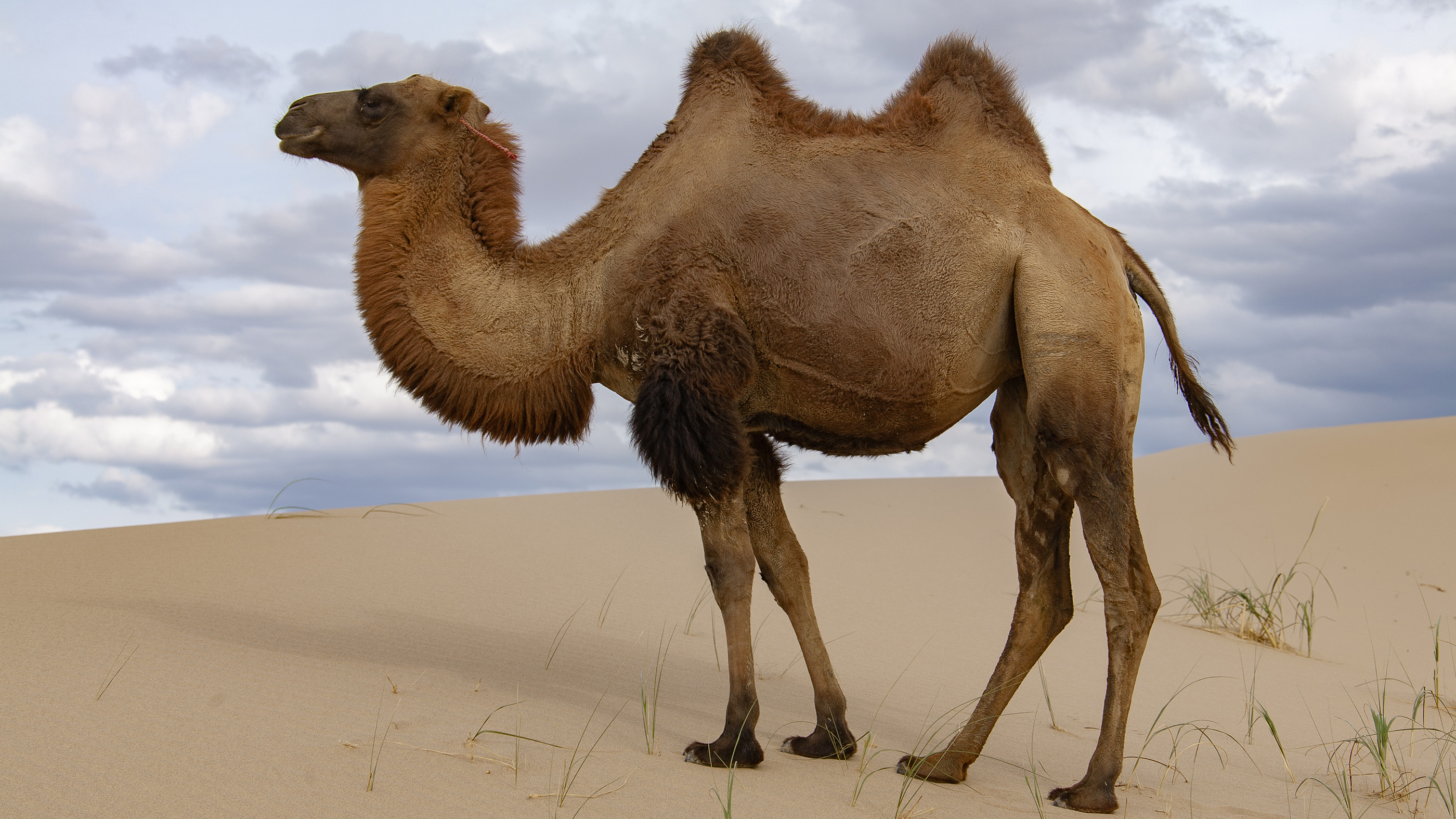 Here, a domesticated Bactrian camel, showing off two fat humps.