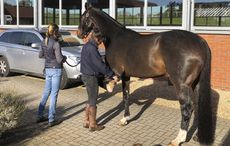 Vet-flexion-IMG_8867_248597302_362386072.jpg