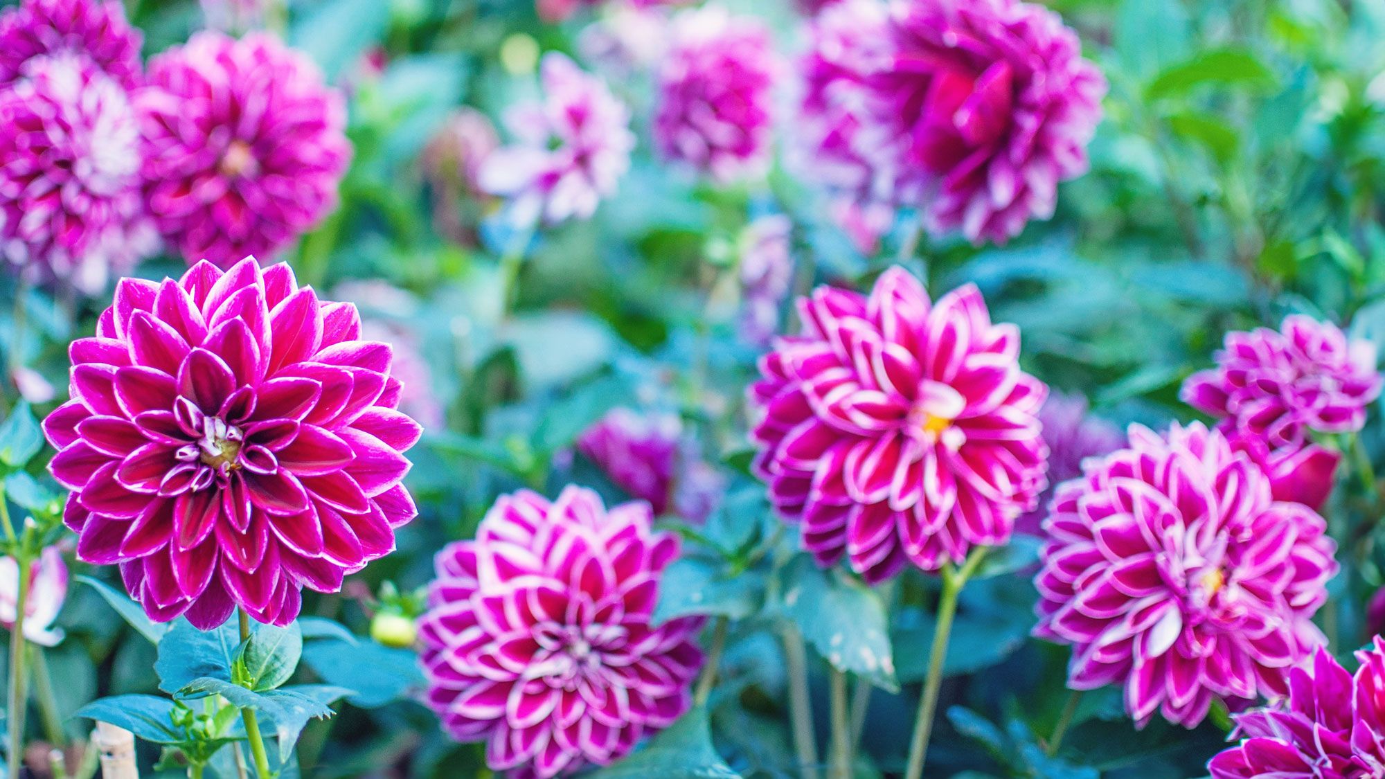 Don’t Leave These 7 Bulbs and Tubers in the Ground Over Winter – Lift Them Now Before Your Soil Freezes