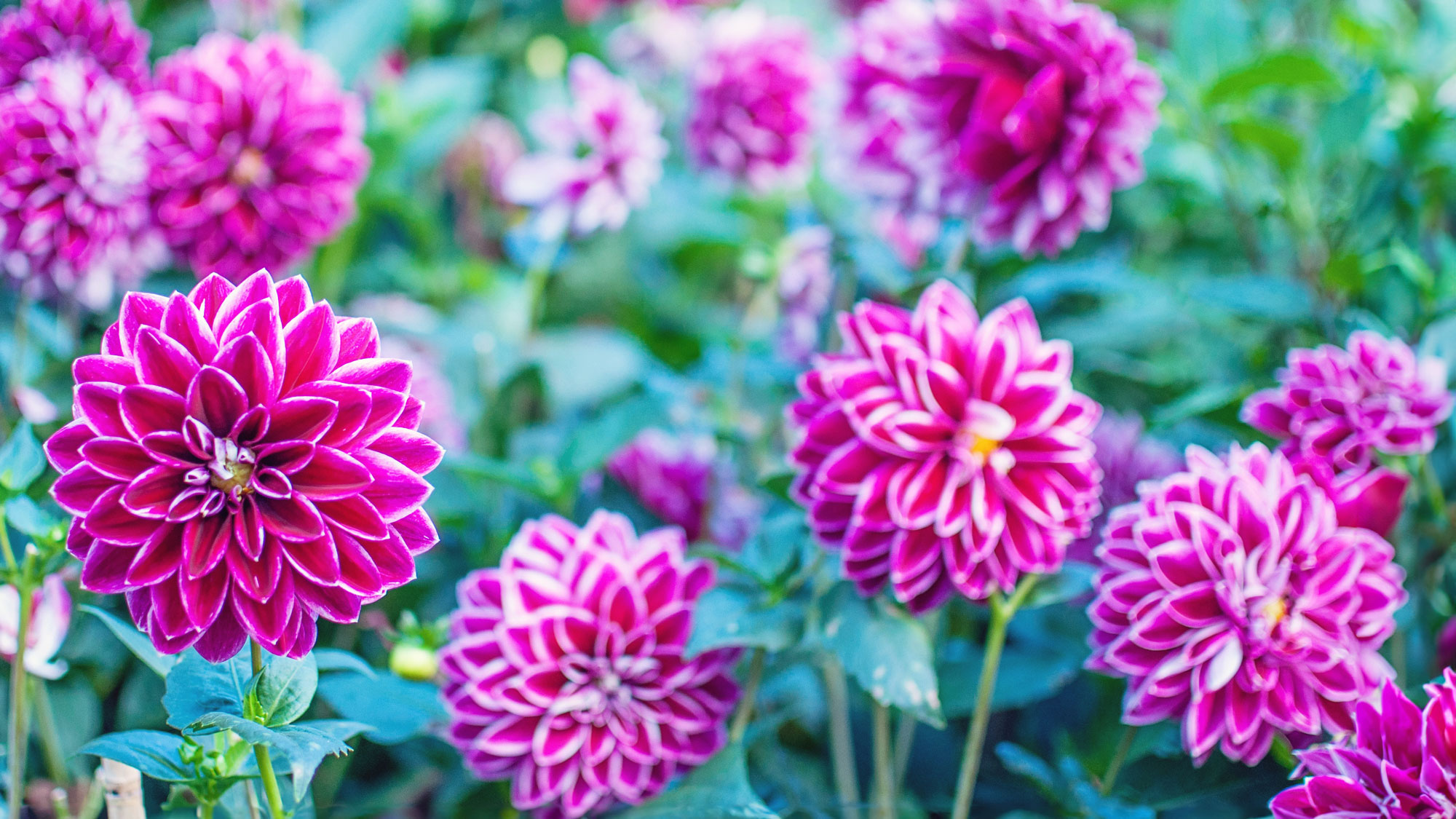 frilly pink dahlias in a garden border