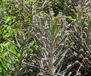 chandelier plant showing elongated leaves