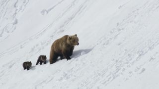 Our Universe_Season 1_Episode 1_Mama brown bear and 2 cubs walking up a snowy mountain