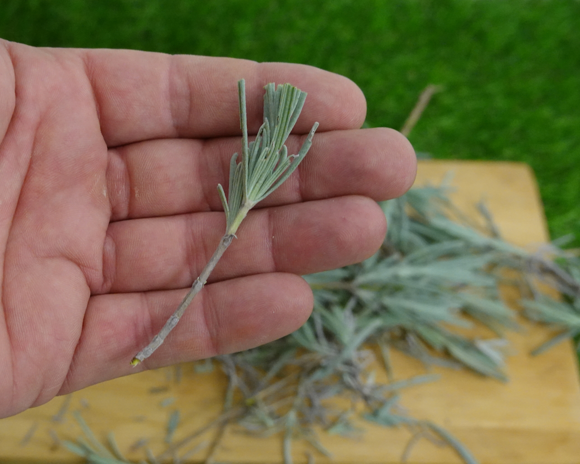 man holding lavender branch for propagation by cuttings. propagating lavender without roots