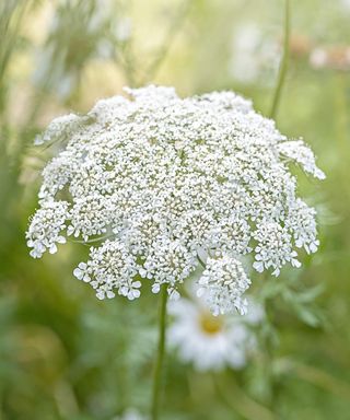 The white umbel flower of Daucus carota, also known as Queen Anne's lace or wild carrot