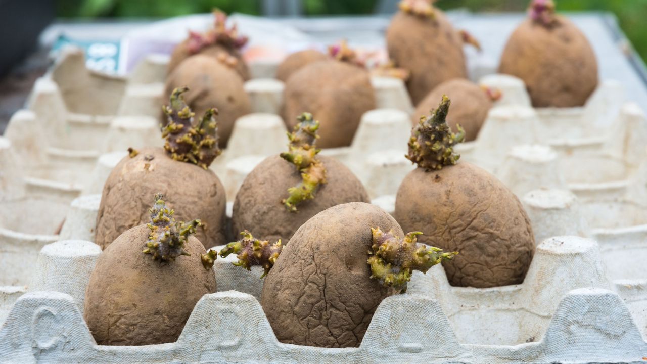 Chitting seed potatoes in egg box