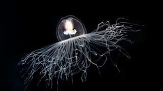 A Turritopsis immortal jellyfish off the coast of Sarıgerme in Turkey.