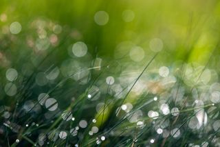 Sample photo of grass taken on the Nikon Z 135mm f/1.8 S Plena lens