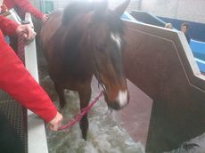 One of Lauren Shannon's horses on a water treadmill